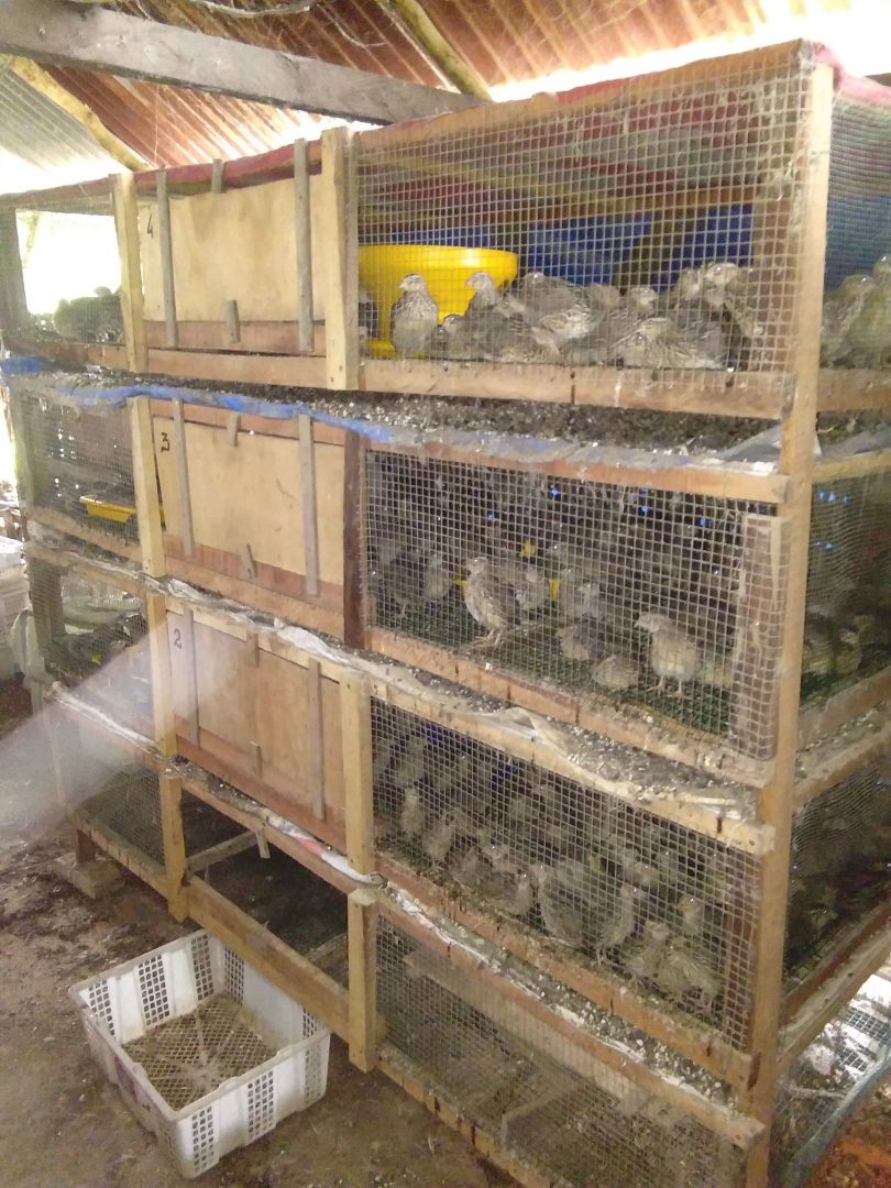 kebutuhan pakan puyuh sampai bertelur