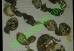 telur puyuh tidak menetas serta penyebabnya