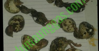 telur puyuh tidak menetas serta penyebabnya