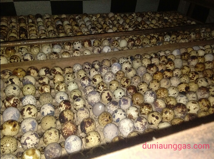 Posisi Telur Dalam Mesin Tetas Yang Baik