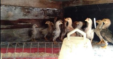 Cara Merawat Anak Ayam Kampung Baru Menetas
