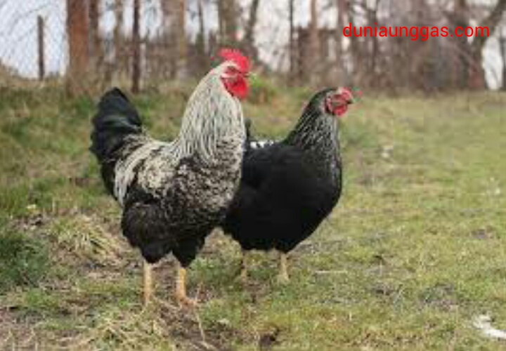 ayam kampung petelur
