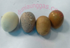 penyebab kerabang telur putih dan lembek