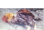 Penyakit yang sering menyerang ayam, ND
