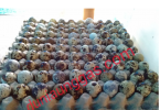 Penyebab Telur puyuh Gagal Menetas