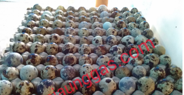 Penyebab Telur puyuh Gagal Menetas