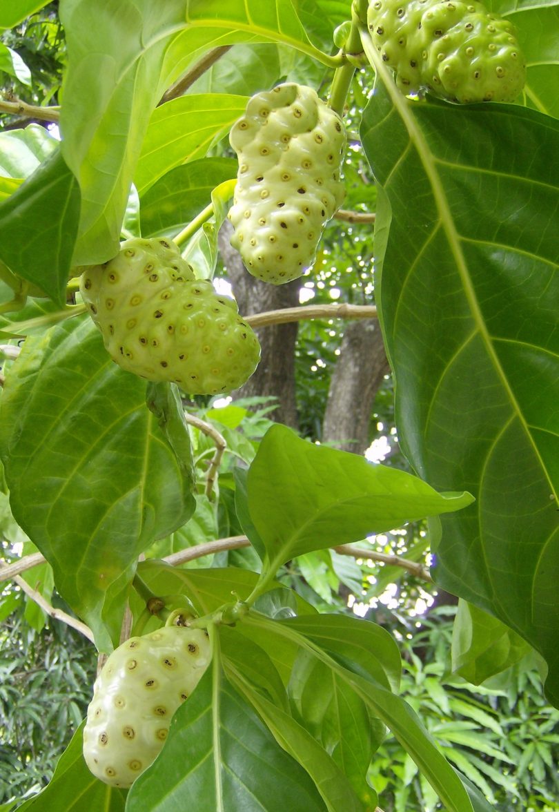 manfaat buah mengkudu untuk puyuh dan ayam