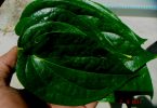 manfaat daun sirih untuk unggas ( puyuh dan ayam )