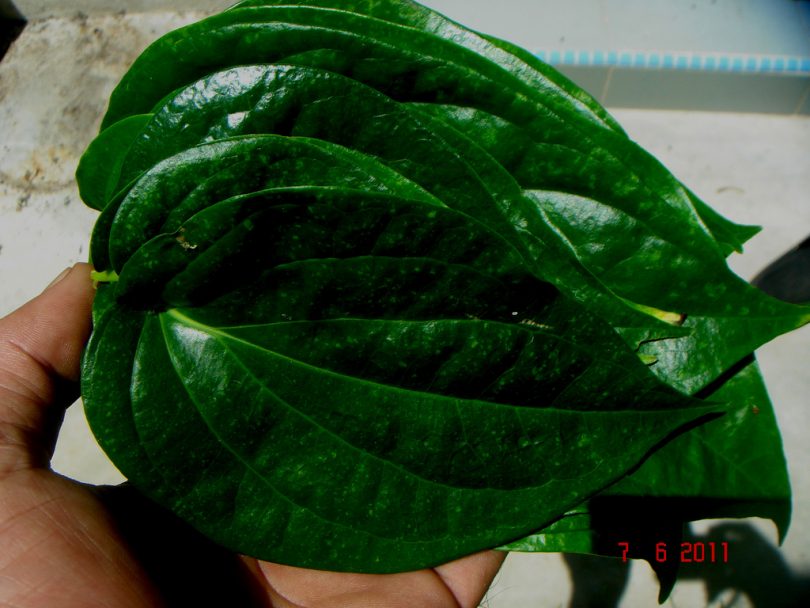 manfaat daun sirih untuk unggas ( puyuh dan ayam )