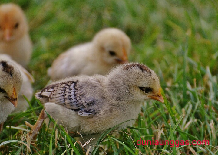 cara membedakan jantan betina ayam