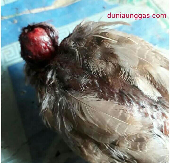 Cara Mengatasi Puyuh Kanibal