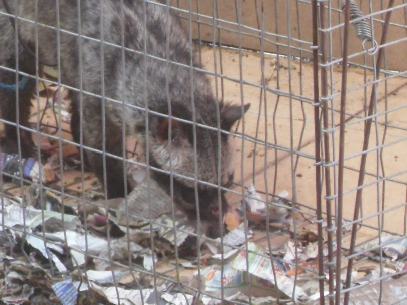 cara mengatasi musang dalam kandang ayam