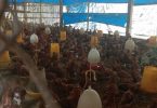 peluang usaha ternak ayam kampung