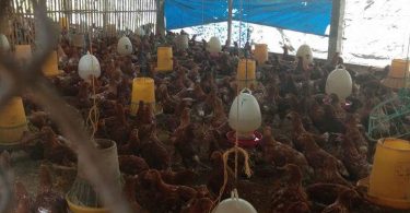 peluang usaha ternak ayam kampung