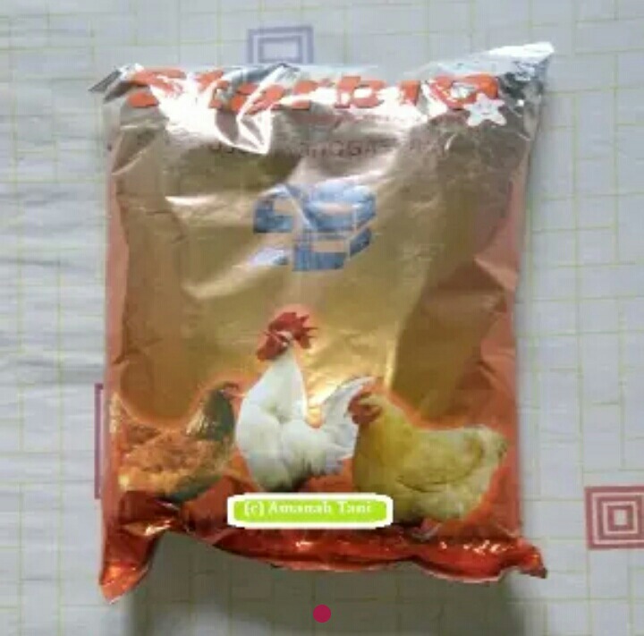bibit puyuh umur 3 minggu