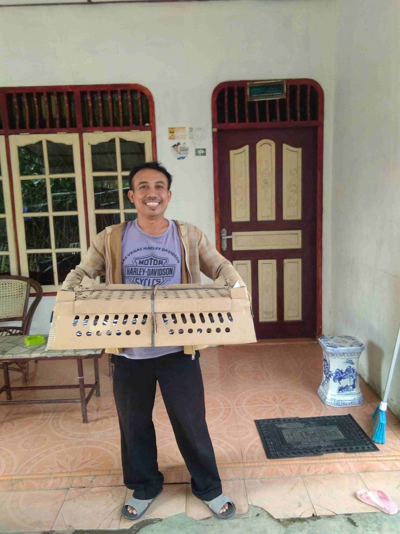 bibit puyuh petelur